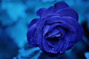 Rosa artificial azul